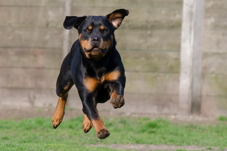 rottweiler puppy running