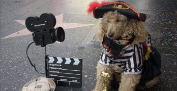 Aspiring Poodle movie dog