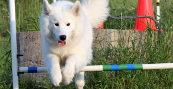 Samoyed dog in agility