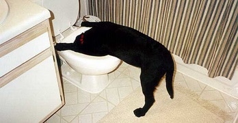 toilet dog vomiting