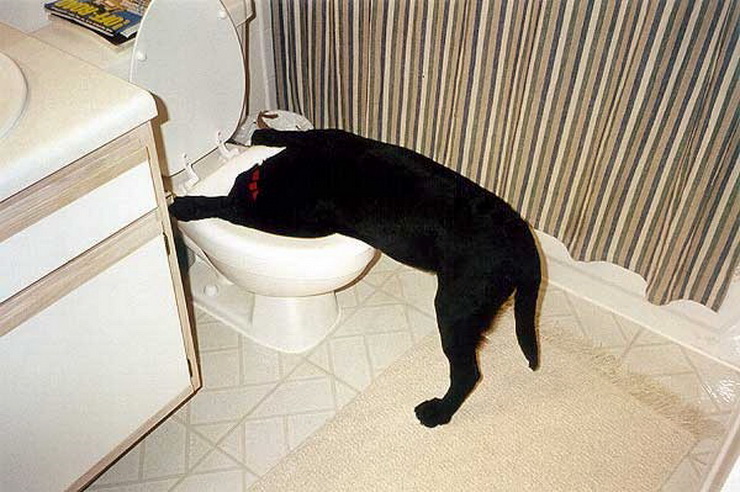 vomiting dog in the bathroom