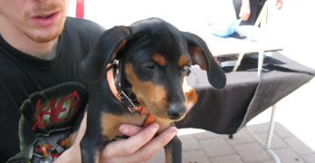 Miniature Pinscher held in hands by its owner