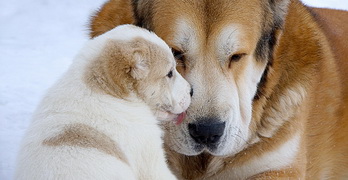 central asian ovcharka and her puppy