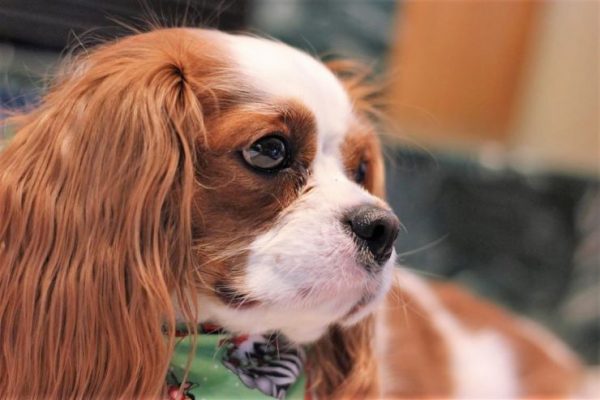 Why my Cavalier King Charles Spaniel is Taller than Others?