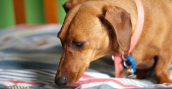 A Dachshund looking at the iPhone screen