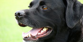 A protective Black Labrador