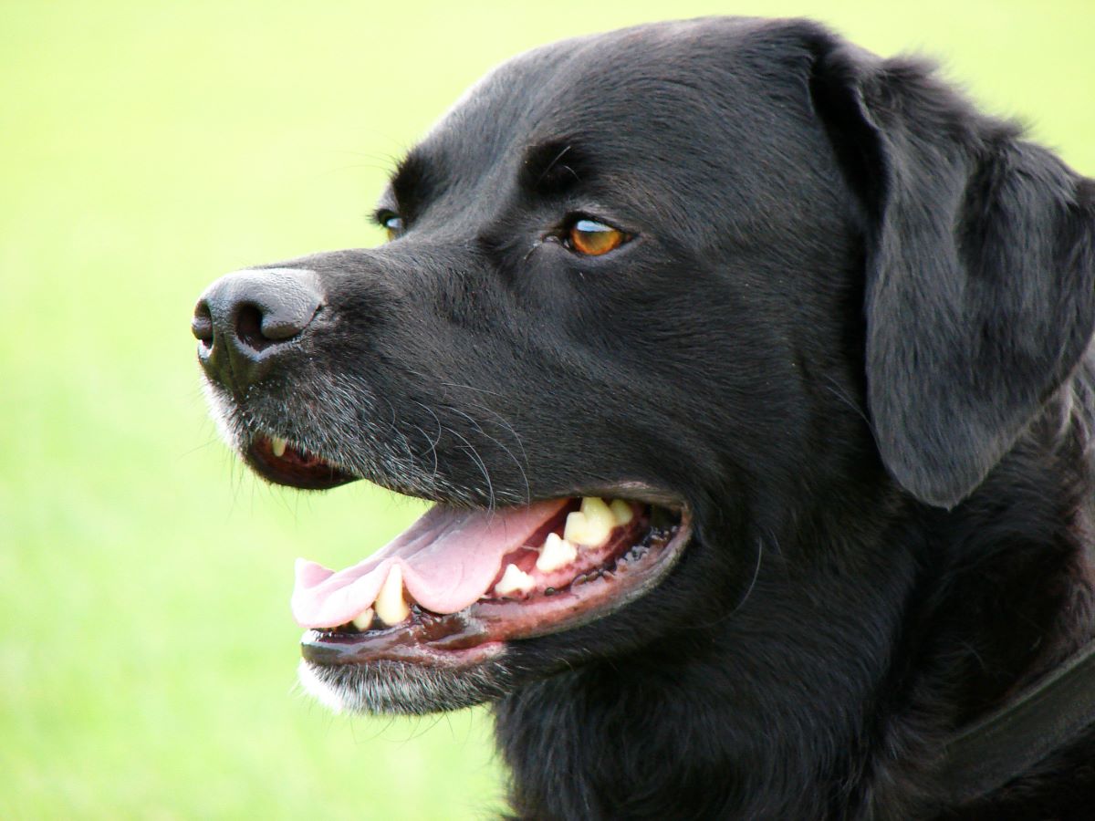 are labs protective dogs