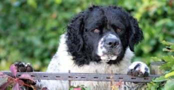 Frisian water dog looking over the fence