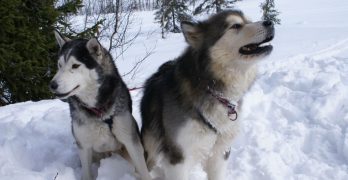 Alaskan Malamutes in the winter forest