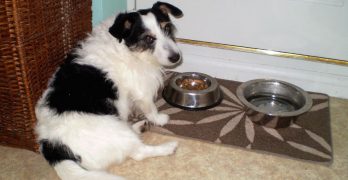 Jack Russell sits by the bowl of puppy food