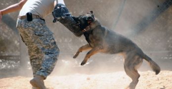 Military Working Dog training