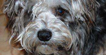 Schnoodle dog portrait