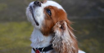 Cavalier King Charles dog waiting for food