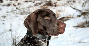 German Shorthaired Pointer dog in snowy wood