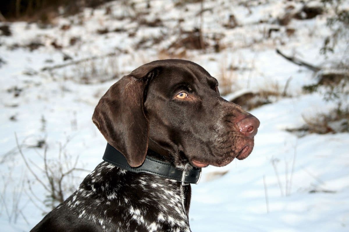 do german wirehaired pointer like to cuddle