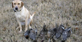 duck hunting with labrador retriever