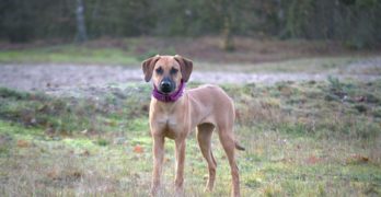 Rhodesian Ridgeback in a field