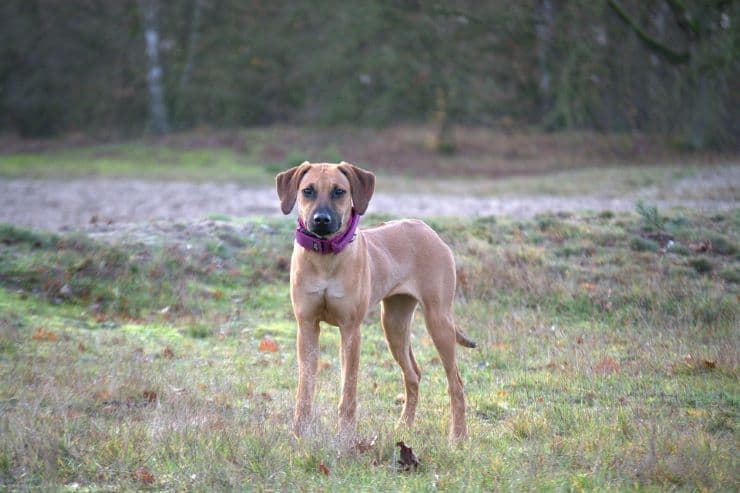 Slim Rhodesian Ridgeback puppy