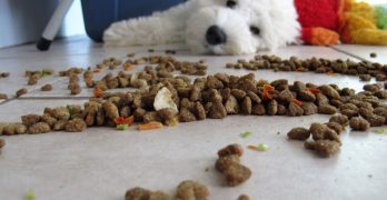 Puppy played with dry dog food