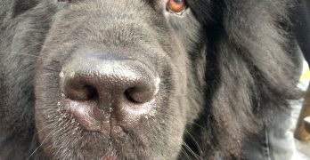 Black Nefoundland dog's snout