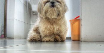 A Shih Tzu in the bathroom