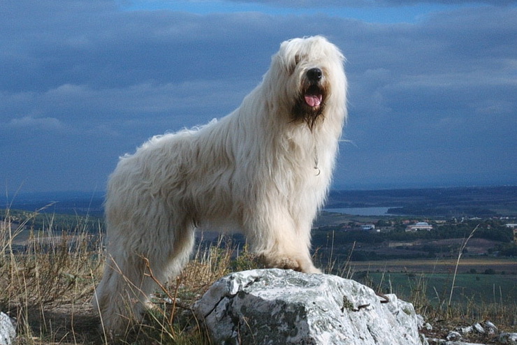 russian sheepdog