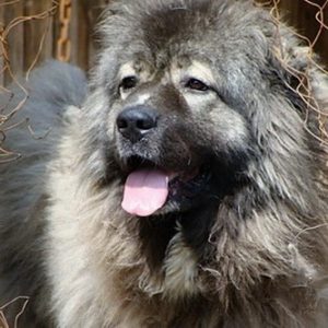 Do Caucasian Mountain Dogs Make Good Pets?