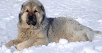 A Caucasian Mountain Dog lying in the snow