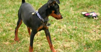 Cute Miniature Pinscher puppy on the grass