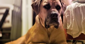 South African Boerboel adult male lying on the floor