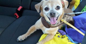 Chihuahua on a back seat of the car