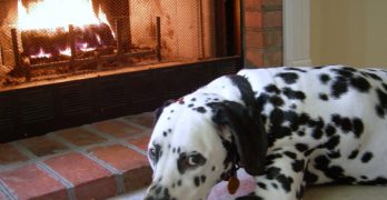 Dalmatian dog by the fireplace