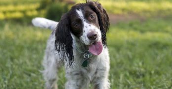 Dog recall training in the park