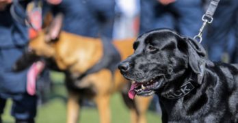 Municipal police guard dogs with their handlers