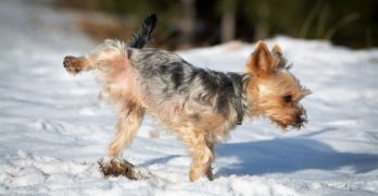 Yorkie pees in the snow