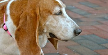 Female Basset Hound head