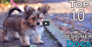 Top 10 Designer Dogs