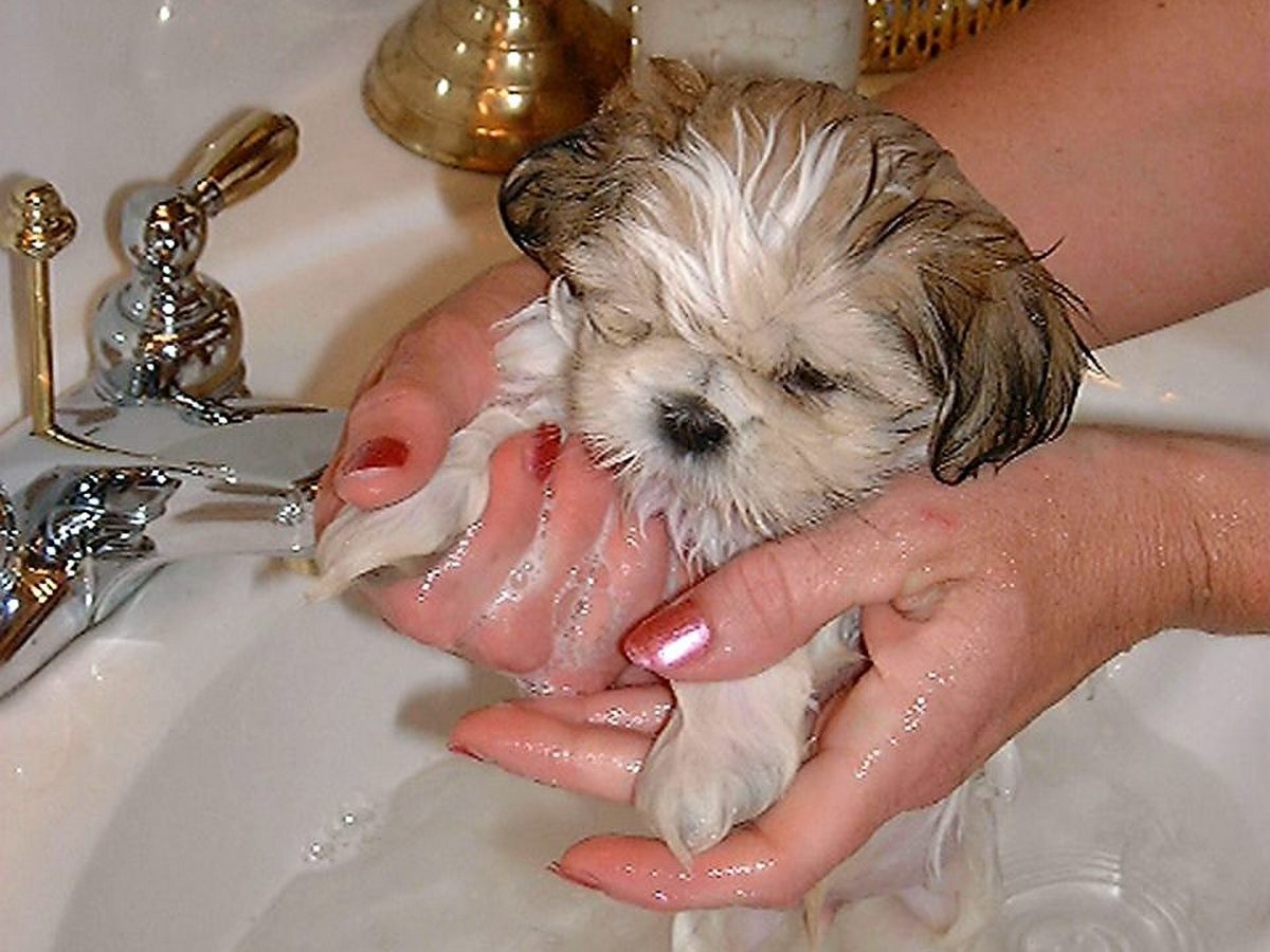 The Best Shampoo And Conditioner For My Shih Tzu Dog