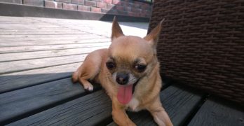 Chihuahua with diarrhea lying in the yard