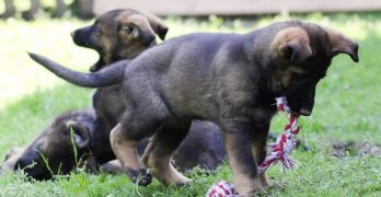 German Shepherd puppies playing in the yard