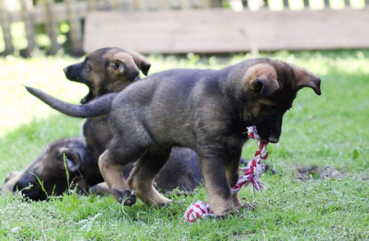 Two German Shepherd puppies playing in the yard