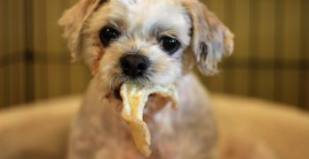 Shih Tzu puppy eating dog food