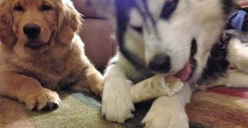 Siberian Husky with a bone