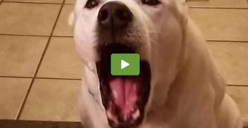 funny talking doggy video