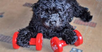 Puli puppy playing