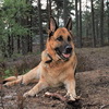 german shepherd dog in the wood