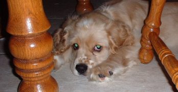 A guilty Cocker Spaniel is hiding under a table