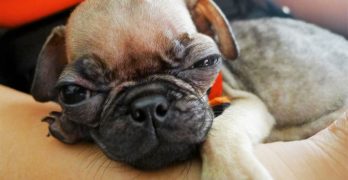 Small Pug puppy on owners hand