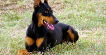 A Doberman dog lying on the grass