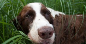 A dog lying in the grass